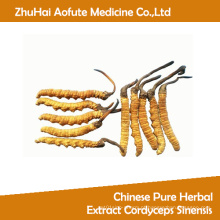 Extrato de ervas puras chinês Cordyceps Sinensis